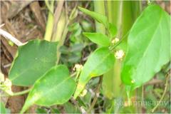 Bidaria elegans